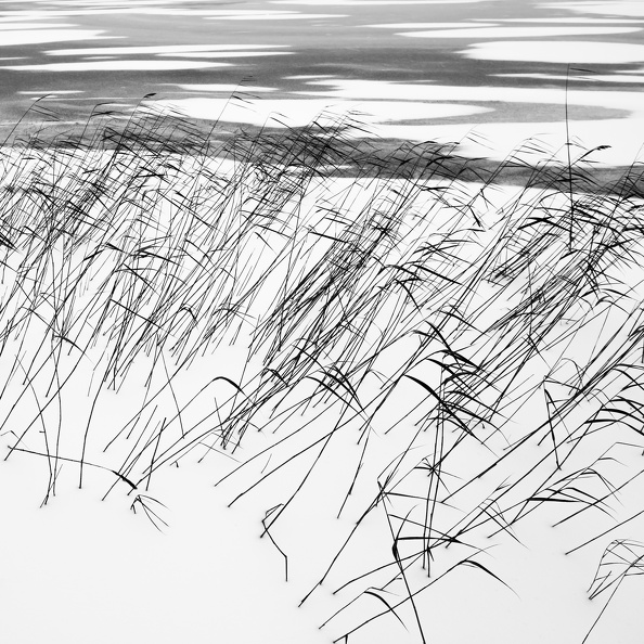 _MG_2093.jpg